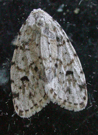 Little White Lichen Moth
